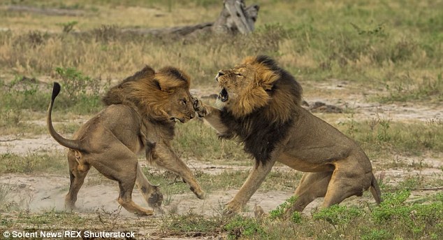 Poachers Shoot Another Zimbabwean Lion , ‘Jericho’,  Dead , Actually  Cecil’s Brother