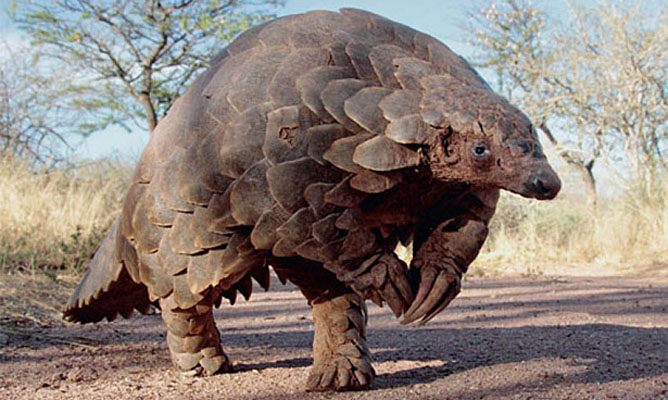 Harare Magistrate Jails, Man (38) For Nine Years  For Possession  Of A Pangolin
