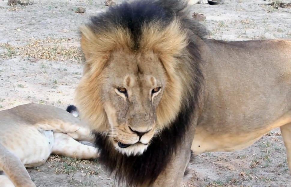 Zimbabwe Bans Hunting Of Lions, Leopards & Elephants  In Response To Cecil Killing