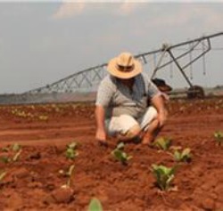 Zimbabwean White Farmers Start Anew In Chimoio, Mozambique