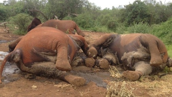 Police And National Parks Team Arrest Eight Over Hwange Elephants Cyanide Poison