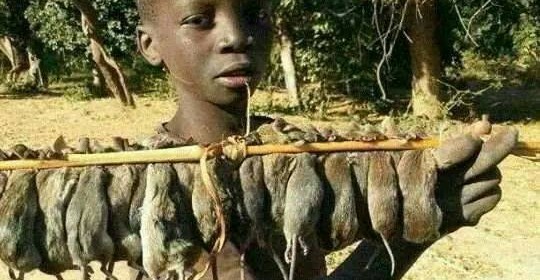 Starving Chikurubi Prison Inmates Trapping Rats For Food