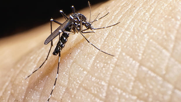 ‘Alarm  Over ‘Zika’ Virus, A  Devastating New Mosquito-Borne Disease Affecting Pregnant Women’