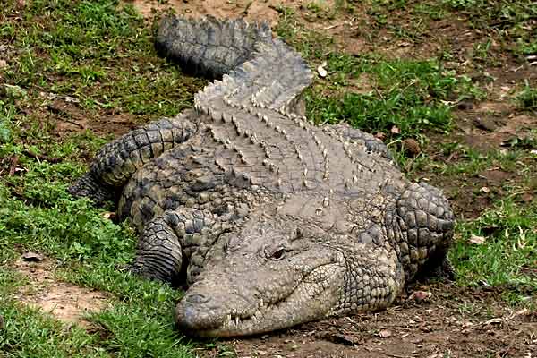Remains of a missing fisherman have been recovered from a crocodile killed by Zimbabwe National Parks and Wildlife officialsin Beatrice.