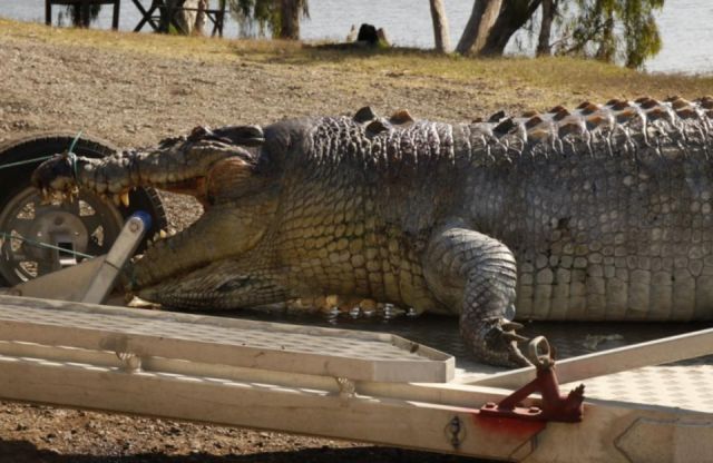 Police are hunting for a killer who shot an ‘iconic’ 100 year old 17-foot crocodile in the head – amid warnings that the death may lead to increased younger male crocodile aggression.