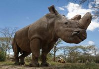 NAIROBI. – THE LAST MALE NORTHEN WHITE RHINO ON EARTH , NAMED , ‘ Sudan’ has died in Kenya at the age of 45,