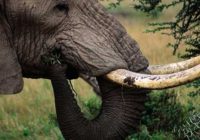 ZIMBABWE IS STUCK WITH 84000 elephants, and a carrying capacity is 55000 plus 15 000 elephant tusks due to UN (CITES).