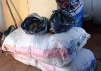 45 YEAR OLD WOMAN arrested in Marondera after she was found in possession of 52kg of cannabis/ dagga/mbanje/weed.