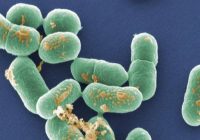 LISTERIA KILLS 2 more hospital patients in Britain: deaths have been linked to an outbreak of listeria in pre-packed sandwiches and salads.