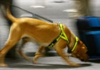 The US says it has stopped sending explosive-detecting dogs to Jordan and Egypt after the deaths of a number of animals due to negligence.
