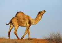OVER 10,000 camels to be shot to prevent them from drinking too much water in drought-afflicted South Australia.