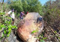 15 TONNE, 40ft long whale carcass washed ashore from the Gulf of Thailand in Samut Prakan, 30km south of Bangkok.