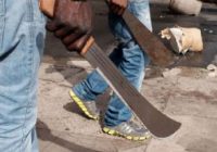 TWELVE machete-wielding  panners who raided a 75 yr old Nkayi businesswoman while she was sleeping with her family, have been arrested.