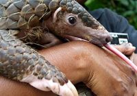 Five men in Bulawayo and Beitbridge have been arrested after they were found in illegal possession of three pangolins.