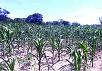 Matabeleland South province  manages to only plant 12 727 hectares against a projected 120 000hectres of major crops due to erratic rainfall