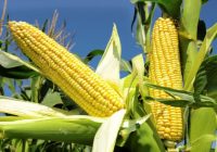 ‘ZIMBABWE’S NATIONAL maize supplies are critically low as a result of the poor 2019 harvest and limited ability for imports’-, USAid’s food security arm .