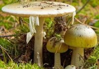 BREAKING NEWS: Poisonous mushroom left 3 dead, 6 hospitalised after eating supper with a poisonous mushroom on Saturday evening.