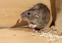 ‘MORE Good ones (gundwanes), rats’ as Bulawayo City Council (BCC) suspends rodent control services due to chemicals shortages’.