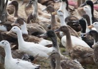 NATIONAL EMERGENCY AS CHINA SENDS ‘BIOLOGICAL WEAPONS’, basically an army of at least 100,000 ducks 4,827 kilometres (nearly 3,000 miles) from the eastern province of Zhejiang to Pakistan, which shares a border with the Xinjiang province. to fight locust infestation that poses a threat to regional food security.