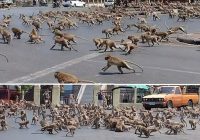 GANGS OF FERAL Lopburi monkeys warfare between monkeys on the streets of Thailand city left deserted by  people in coronavirus panic