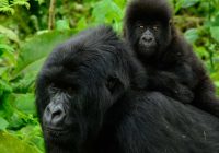 COVID-19 RISK AS At least More than 25 apes trafficked from Congo were recovered in Zimbabwe.