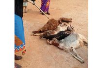 57 GOATS KILLED IN ONE MONTH BY A CREATURE THAT   sucks their blood   and leaves two puncture/teeth marks on their necks