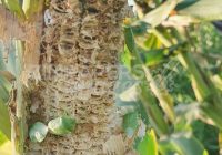 SWARMS OF  three indigenous locust species  destroy  8 000 hectares of crops in Chiredzi and Mwenezi with small grain being the worst affected, a senior plant protection official said on Friday.