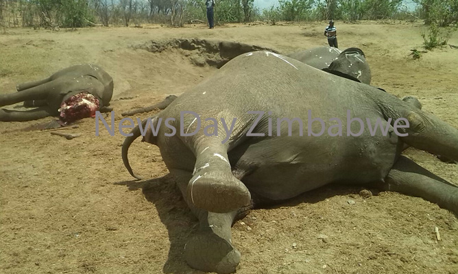 22 More Elephant Carcasses Recovered In Tshakabhika area, Hwange National Park