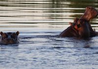 At least 28 hippos found in Ethiopia’s national park in the southwest of the country-cause of death unknown