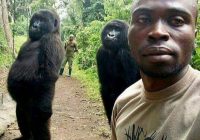 ‘GORRILLA SELFIE ‘: DRC park ranger Mathieu Shamavu  explains photo with  two orphaned females at Virunga mimicking humans that went viral