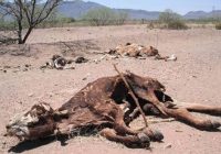Matabeleland South  Farmers panic after 4000 cattle die  due to drought.